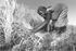 woman farming
